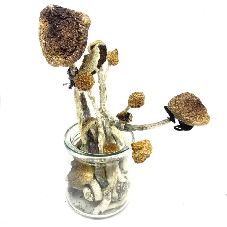 Daddy Long Legs | Magic Mushroom - Image 2