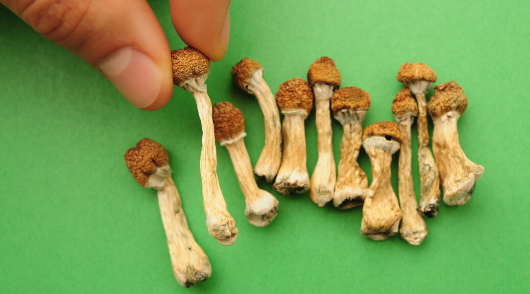 Magic Mushroom Website Backlinks Building Search Authority in One of the Hardest Niches