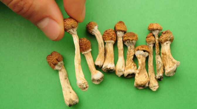 Magic Mushroom Website Backlinks: Building Search Authority in One of the Hardest Niches