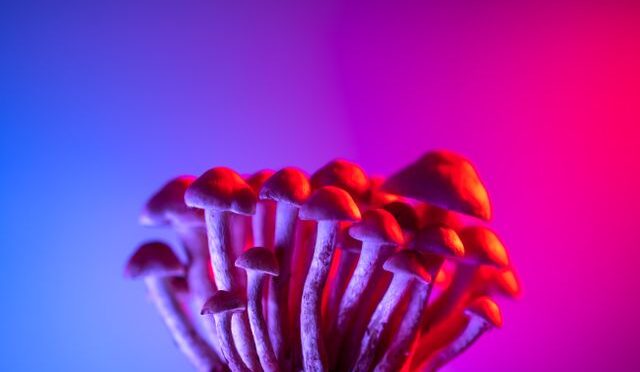 Why Magic Mushrooms Struggle to Rank in Canada