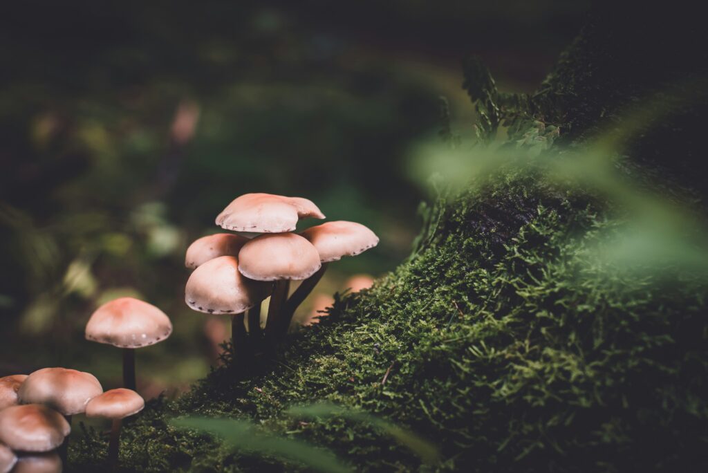 Psilocybin mushrooms in a forest representing psychedelic science and research