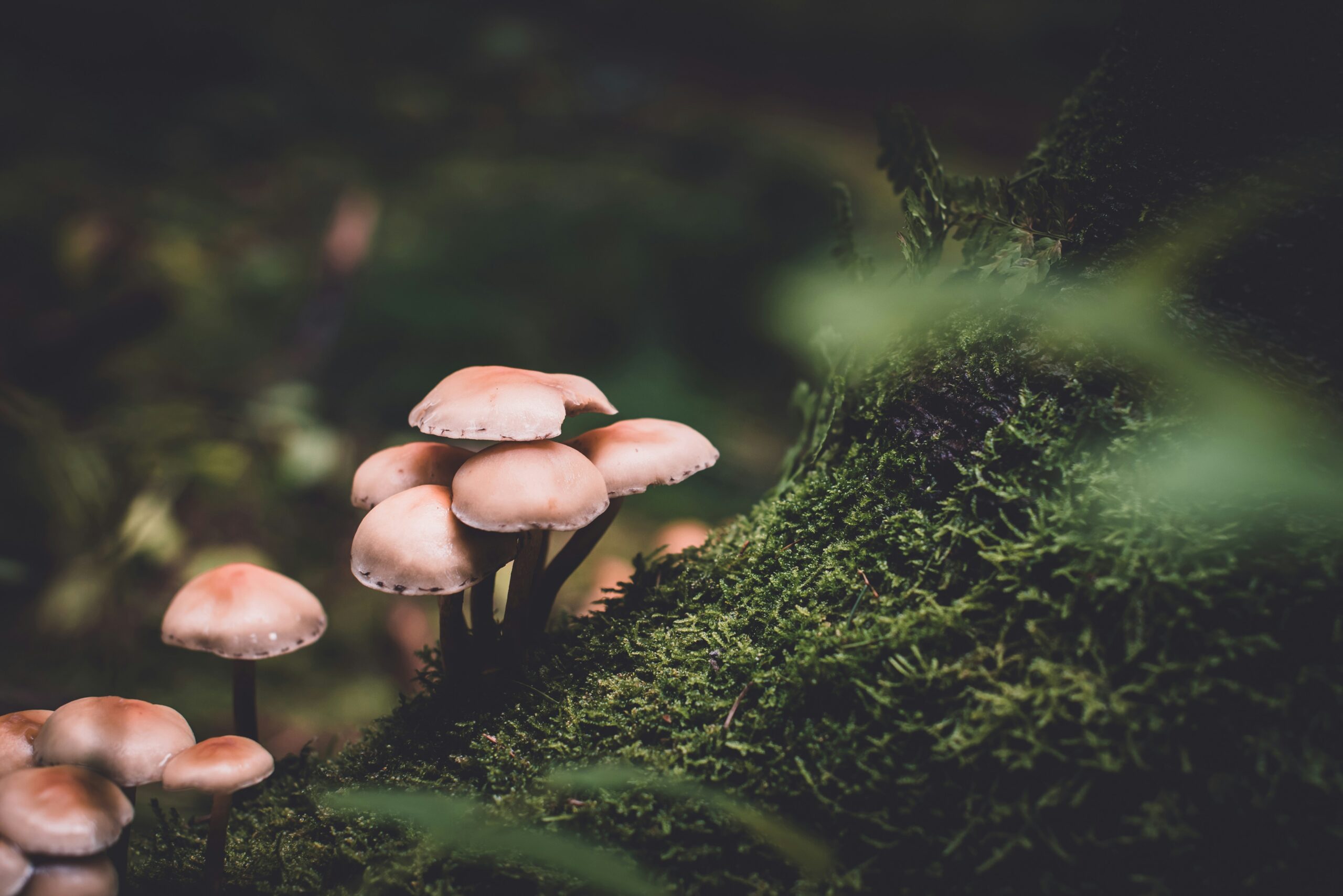 Psilocybin Mushrooms Explained: What Science Says About Effects, Risks and Research
